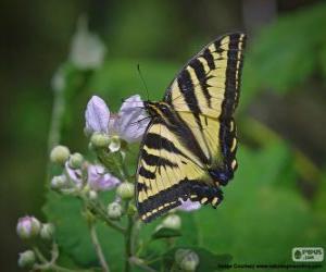 Puzzle Ανατολική swallowtail τίγρη, εγγενές στην ανατολική Βόρεια Αμερική πεταλούδα